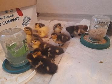 arpa bugda satisi: Lal ördəklər 5 m macar krasnadar qara zümrüdü mirvari rənglər 055 663 — 4