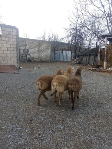 Quzu, Erkək, ay: 4, 14 kq, Ətlik, Ünvandan götürmə lalafo.az -da Quzu, Erkək, ay: 4, 14 kq, Ətlik, Ünvandan götürmə