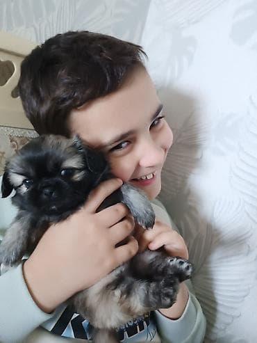 doberman it: Pekines — 2