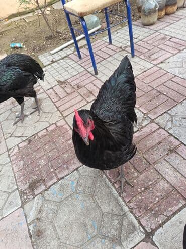 Toyota: Курица, Australop, Для разведения — 2