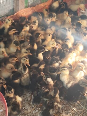 kuban ordekleri: Dişi, Damazlıq, Ünvandan götürmə, Pulsuz çatdırılma, Ödənişli çatdırılma — 3