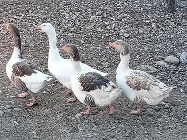 Yemlər: Satılır: qaz sürüsü - Sayı: 4 baş - Rənglər: 3 baş ağ-ala (ağ fon — 3