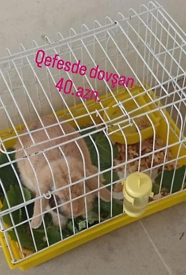 Qəfəsdə dovşan – 40 AZN Məhsul təsviri: - Ağ metal barmaqlıqlı, sarı