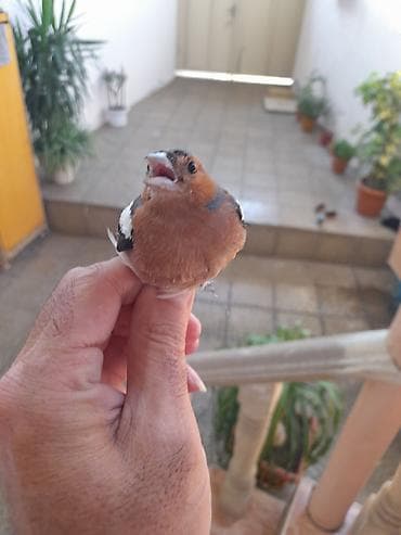 Meşə bülbülü ziyablik.Qəfəs şəraitinə və bülbül yeminə salınma lalafo.az -da Meşə bülbülü ziyablik.Qəfəs şəraitinə və bülbül yeminə salınma