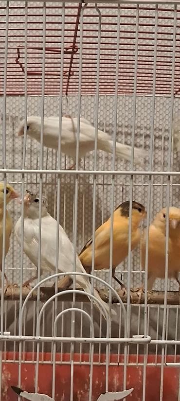 dovwan satiwi: Cavan Erkək və maya satılır 50 m maşlayır — 1