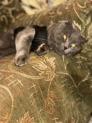 pişik yuvasi: Pulsuzz! Bala garshiliginda cutleshmee — 4