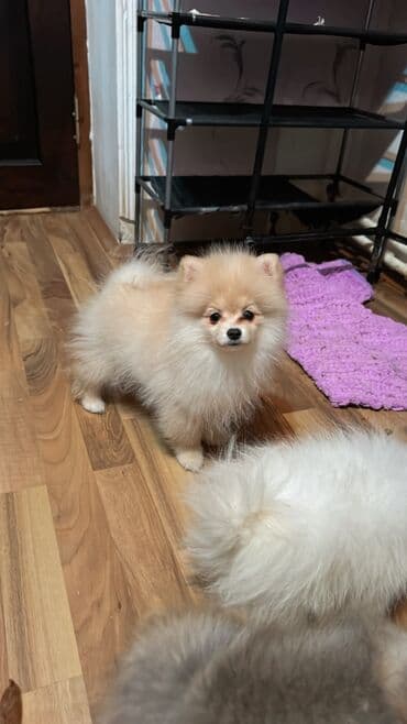 satılık dana saray: Şpitz, 2 ay, Erkek, Peyvəndli, Ünvandan götürmə — 3