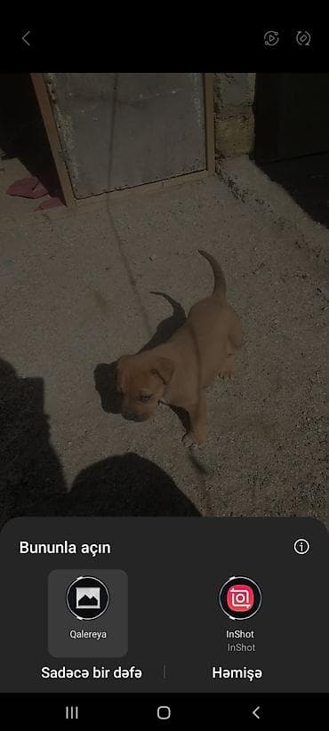 golden iti: Kane-Korso, 1 il, Dişi — 8