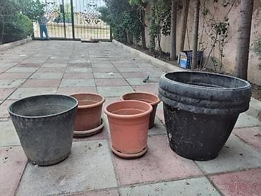 bezek bitkisi: Dibçekler teze kimidilər qarajda galıb tozlanıblar qara cox böyükdü — 2