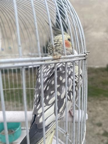 ereb ati satilir: Növ: Nimfa (cockatiel) – xallı rəngli Təsvir: - Ağımtıl-boz xallı — 5