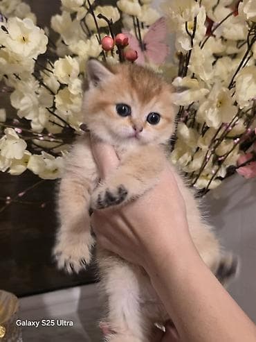 pişik geyimi: Britan — 2