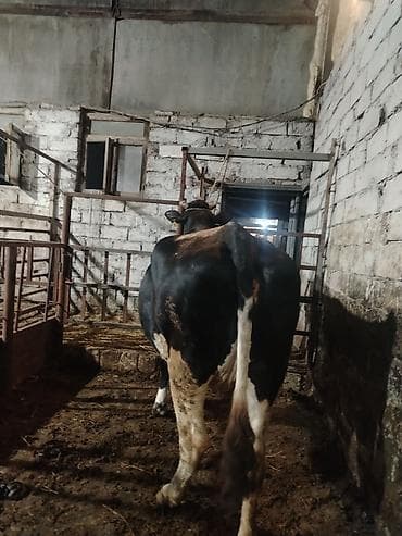 ucuz inek: Inəklər, öküzlər — 6