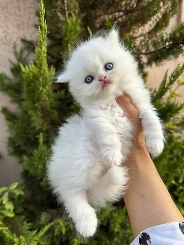 maykonq pişik: Şotland yastı qulaq — 8