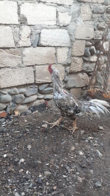 Məhsul: Ev quşu – xoruz. dalaşkan və sağlamdır! Təsvir: - Rəng
