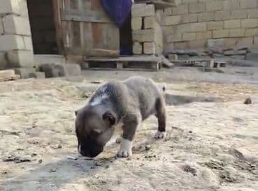 afcarka itlerin satisi: 1 ay, Erkek, Peyvəndli — 8