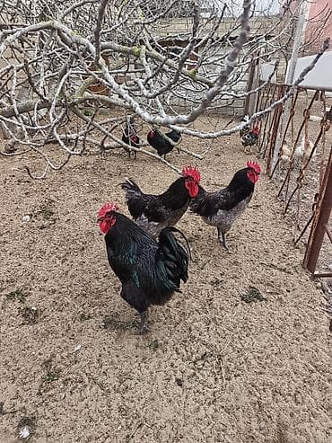 qartal ve xoruz: Məhsul: Safqan xoruzlar Təsvir:Təmiz qan Alman astralop cins — 6