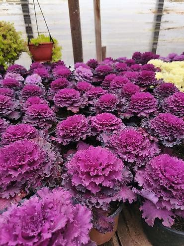 hemise bahar gulu: Rəngarəng mövsümi bəzək gülləri – istixanadan birbaşa Məhsul: - — 7