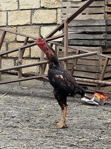Xoruz, Heyratı, il: 1, Ünvandan götürmə, Ödənişli çatdırılma, Rayonlara çatdırılma lalafo.az -da Xoruz, Heyratı, il: 1, Ünvandan götürmə, Ödənişli çatdırılma, Rayonlara çatdırılma
