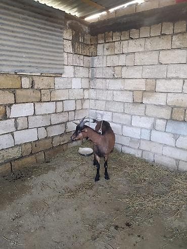 erkey quzu: Erkək, Alpine, il: 1 — 2