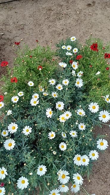 nərgiz gulu satışı: Osteospermum (Afrika papatyası) və margaritka növləri – saksıda — 2