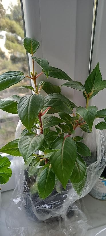 ev bitkisi: Satılır: otaq gülləri kolleksiyası - Sardunya (Pelargonium) – bir — 6