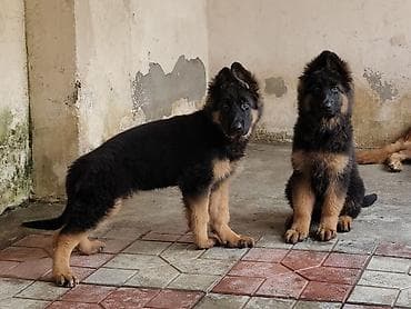 spaniel it: Alman çoban iti, 3 ay, Dişi, Sənədli, Ünvandan götürmə — 2
