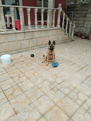 немецкие овчарки щенки купить: Немецкая овчарка, 9 месяцев, Самка, Платная доставка — 1