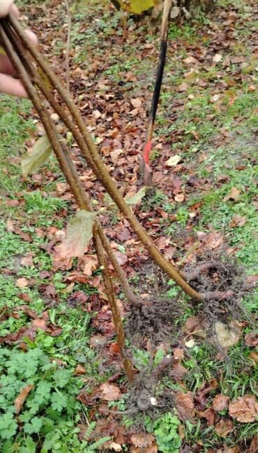 Çöl bitkiləri: Fındıq tingləri – qozalı fındıq (hazelnut) sortu - Açıq köklü — 4