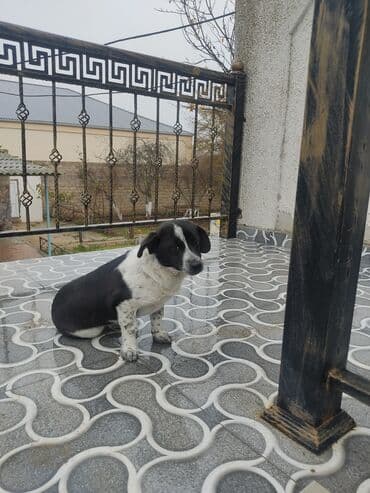 boo собака цена: Звонок, 8 месяцев, Самка — 8