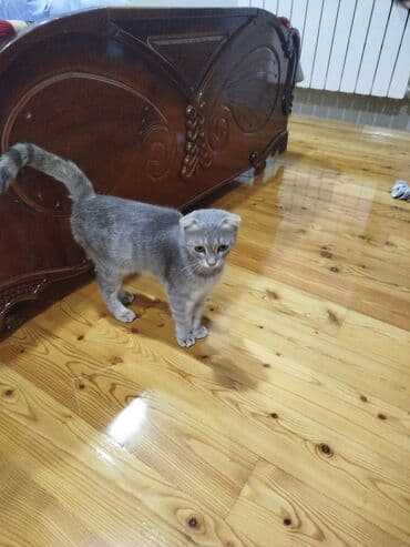 şotland pişikləri: Şotland yastı qulaq, Dişi — 4