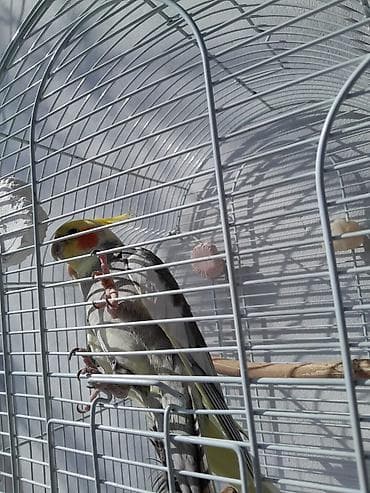 mal bazari: Salam iki ədəd erkən disidi üçün tam dəst qəfəs əla quslardi işimizlə — 1