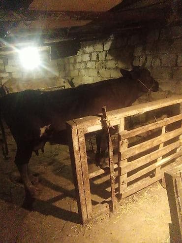 Inəklər, öküzlər: Dişi, Holsteyn, il: 3, 500 kq, Damazlıq, Südlük — 3