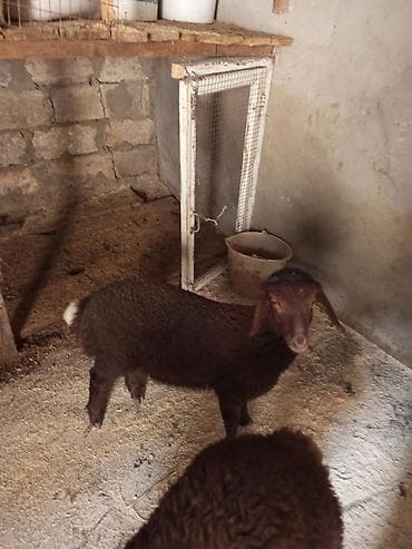 bogaz qoyunlar: Dişi quzu - Rəng: tünd qəhvəyi - Quyruq: qısa - Qulaqlar: sallanan — 1