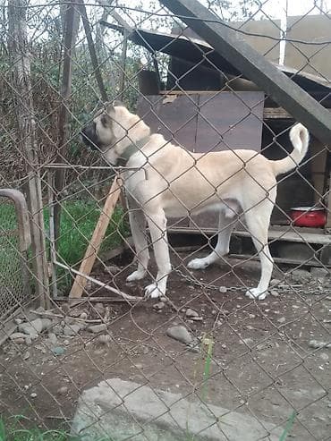 Balıqlar: Kanqal, 2 il, Erkek, Peyvəndli, Ünvandan götürmə — 1