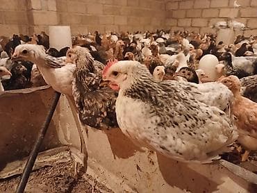 serebrist cuce satisi: Yerli Kend Cüceleri Tam Sağlam Qiymetinde Endirim Olacax — 3