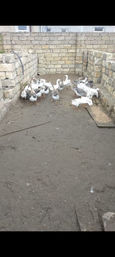 доска объявлений птицы: Salam qazlar qrup şəkilində təcili satılır 40dənədi rüset qazdarıdi — 2