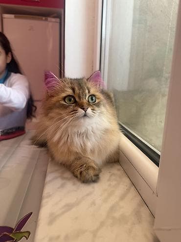 pişik haqqında məlumat: Qızıl şinşilla, Dişi, Yaxşı əllərə, Ünvandan götürmə — 4