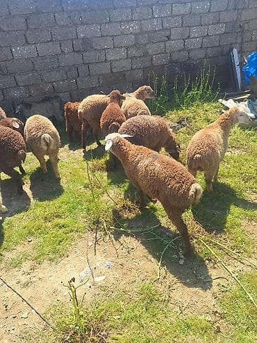 balaca quzu qiyməti: Qoyun-quzu sürüsü - Növ: Yerli ətlik-yunlu qoyunlar və quzular - Say — 3