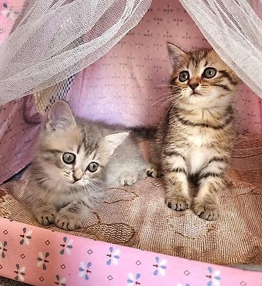 Кошки: Шиншилла, Самка, Самовывоз — 2