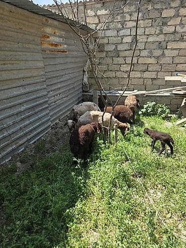 saanen kecisi satışı: Qoyunlar – qarışıq rənglərdə balalı sürü - Sürü tərkibi: bir neçə ana — 2