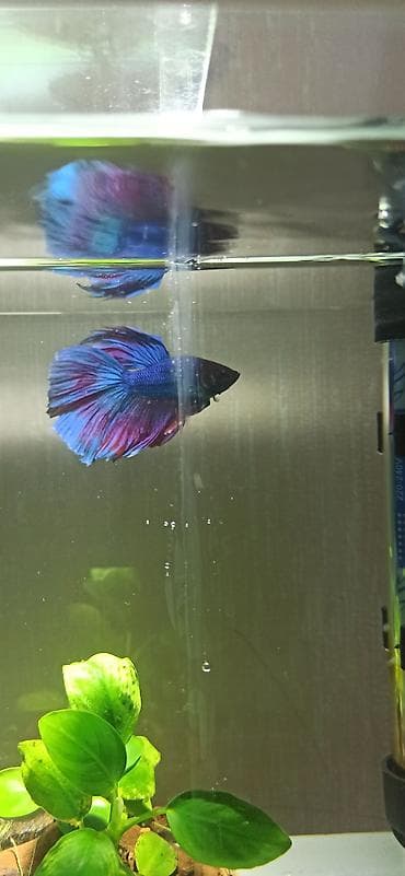 akvar: Betta (Petuşok balığı) — 5