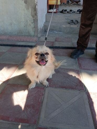 çoban iti: Пекинес, 1 год, Самец — 1