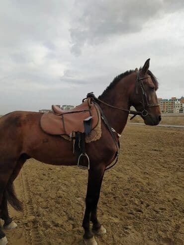 at yehəri: Erkək, il: 6, Ünvandan götürmə — 4