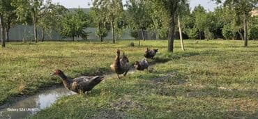 pişik balası: Самец, Для разведения — 7