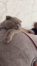 pişik ucun qab: Şotland yastı qulaq, Erkək, Ünvandan götürmə, Ödənişli çatdırılma — 4