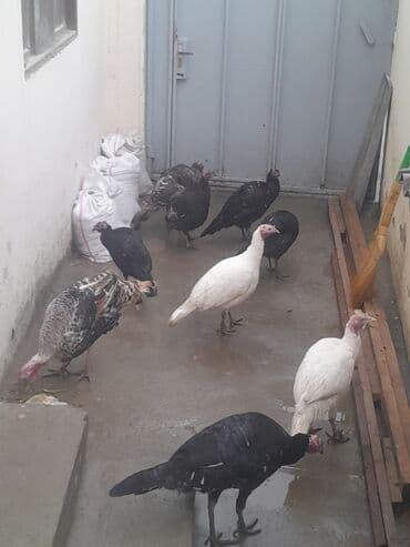 ev itleri balaca: Dünən gətirmişəm rayonnan hamsı kök super hinduşkalardı 5 fərə 4 xoruz — 1