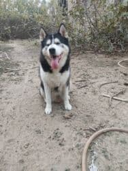 xaski gence: Xaski, 1 il, Dişi — 1