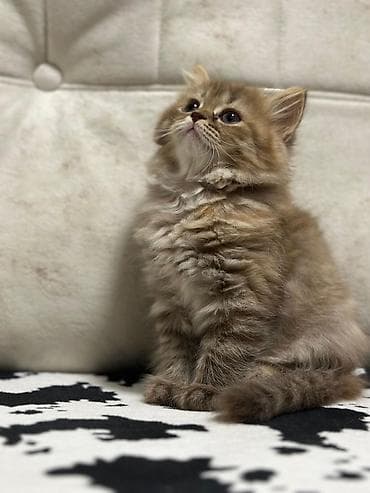 pişik pers: Британская — 7