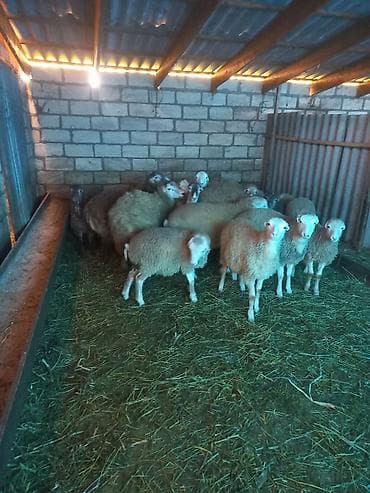 Dişi, il: 1, 9500 kq, Damazlıq, Pulsuz çatdırılma