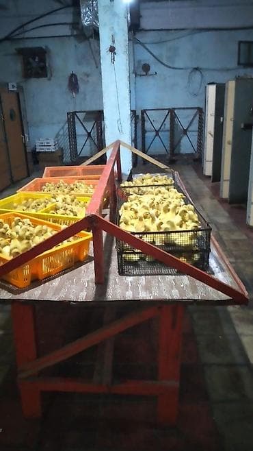 Dişi, | Kuban, Damazlıq, Ödənişli çatdırılma